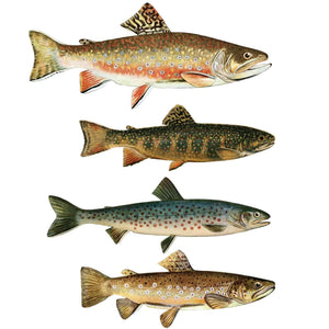 Trout Wall Decals - Set of 13 Realistic Fish Stickers