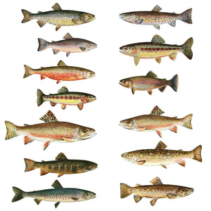 Trout Wall Decals - Set of 13 Realistic Fish Stickers