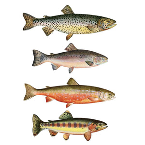 Trout Wall Decals - Set of 13 Realistic Fish Stickers