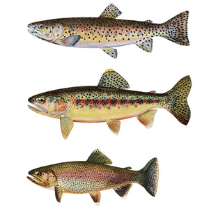 Trout Wall Decals - Set of 13 Realistic Fish Stickers