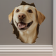 Sticky Image