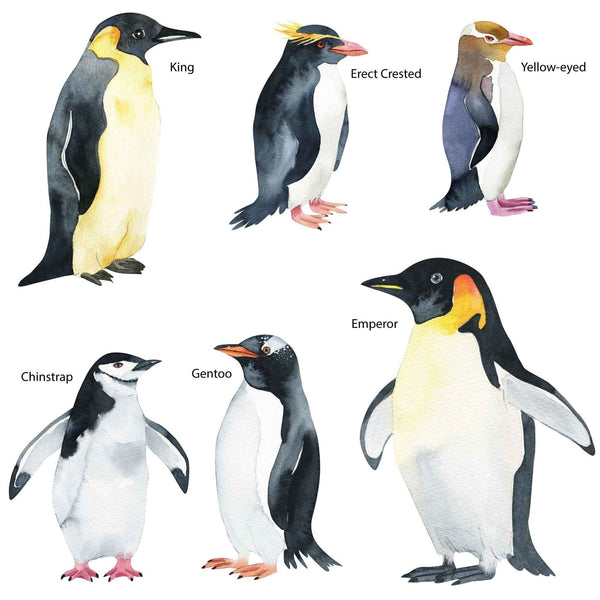 Life-Sized Penguin Decals - Set of 6