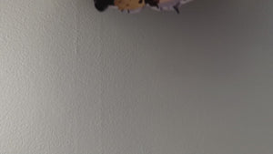 Cheese Climbing Mouse decal video