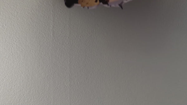 Cheese Climbing Mouse decal video