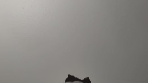 Golden retriever decal video