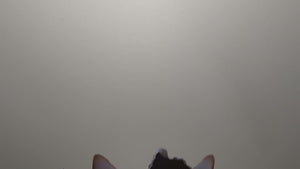 Chihuahua Decal video