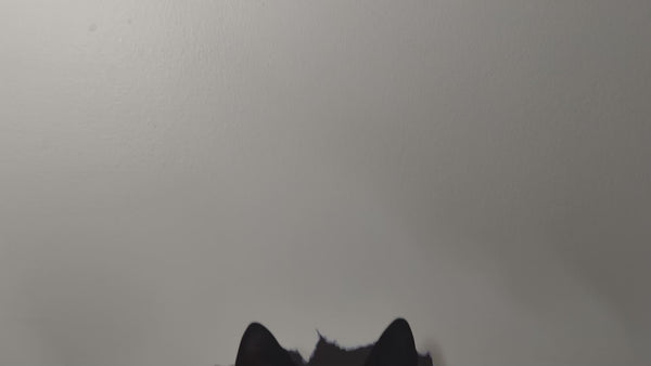 Black cat decal video