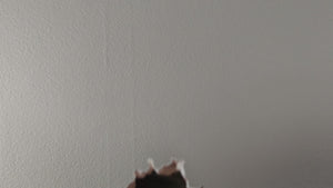 Christmas Family mice decal video