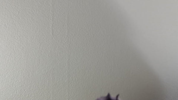Three Blind Mice decal video