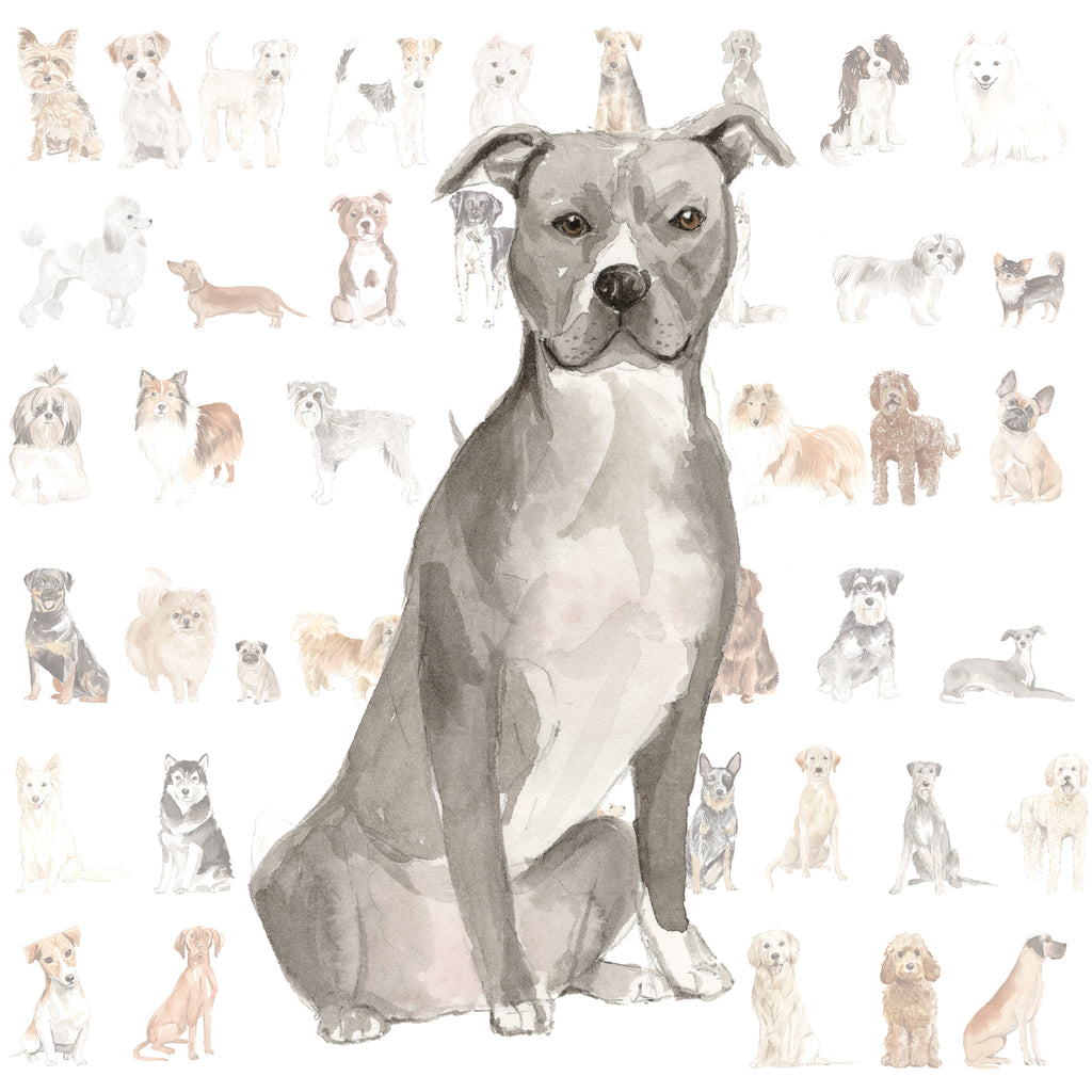 American Staffordshire Terrier