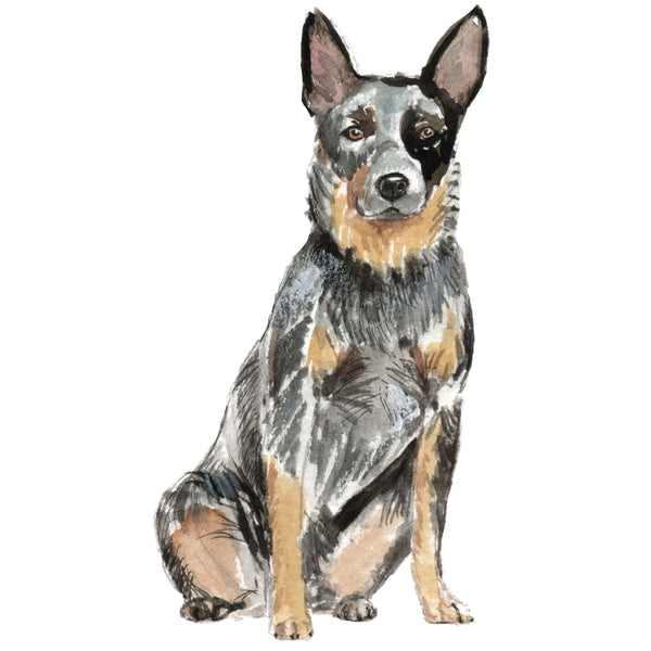 Australian Cattle Dog