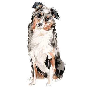Australian Shepherd