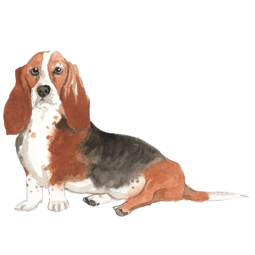 Basset Hound
