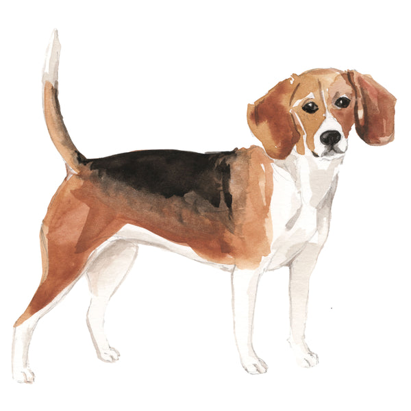 Beagle