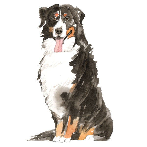 Bernese Mountain Dog