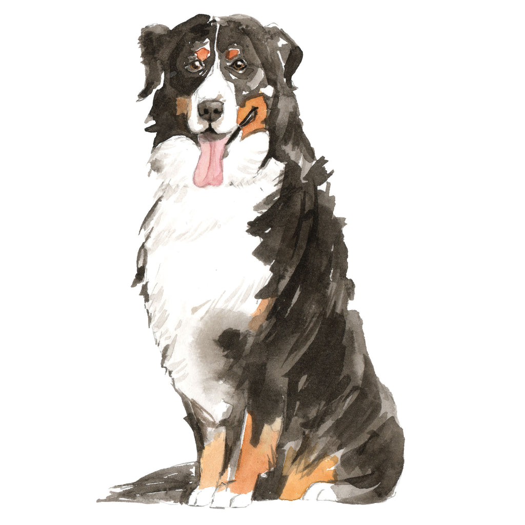 Bernese Mountain Dog