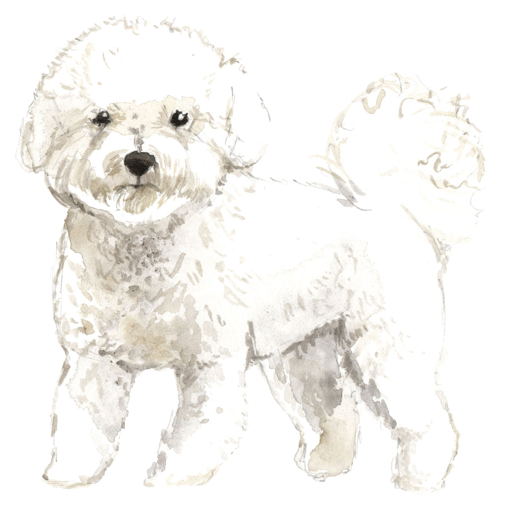 Bichon Frise