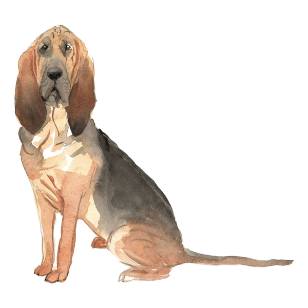 Bloodhound
