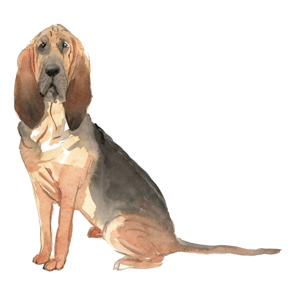 Bloodhound