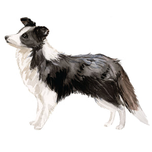 Border Collie, Black & White