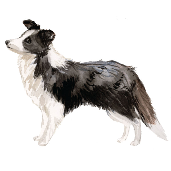 Border Collie, Black & White