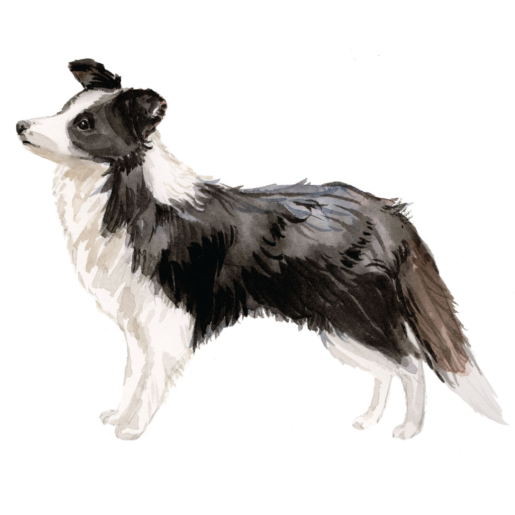 Border Collie, Black & White