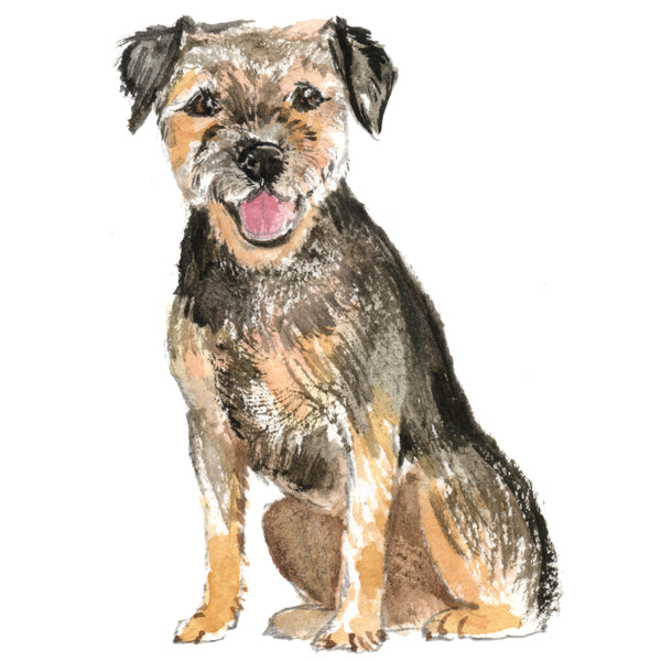Border Terrier
