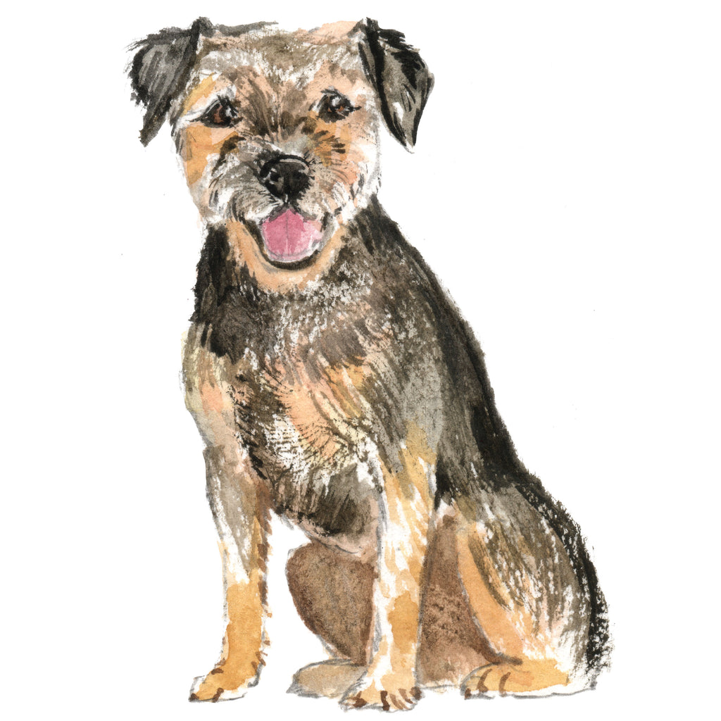 Border Terrier