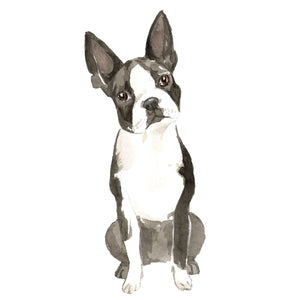 Boston Terrier