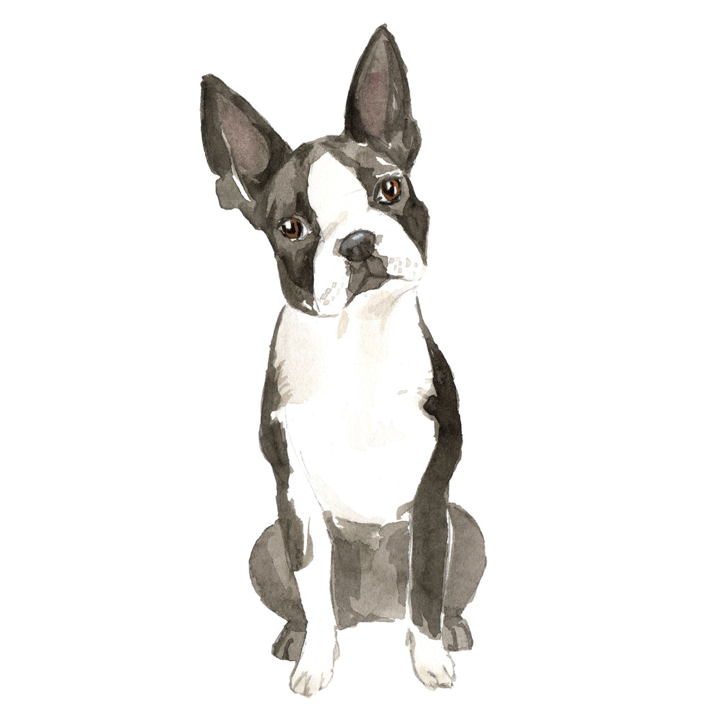 Boston Terrier