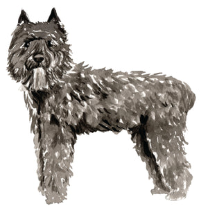 Bouvier des Flandres