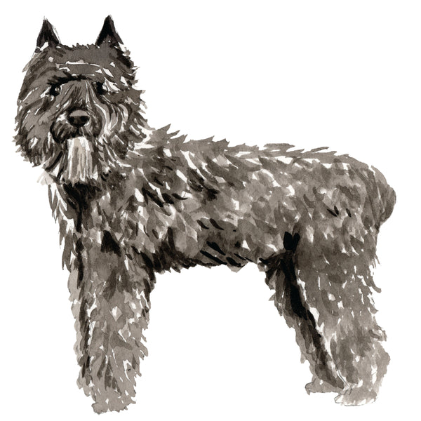Bouvier des Flandres