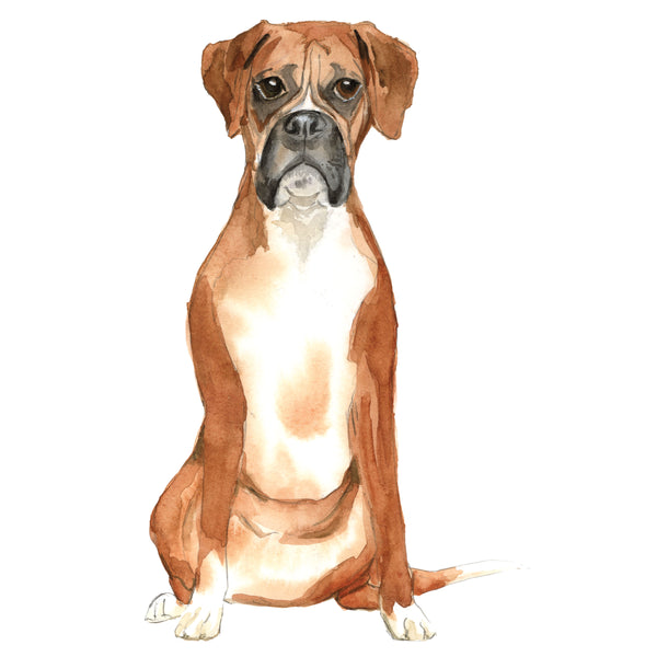 Boxer