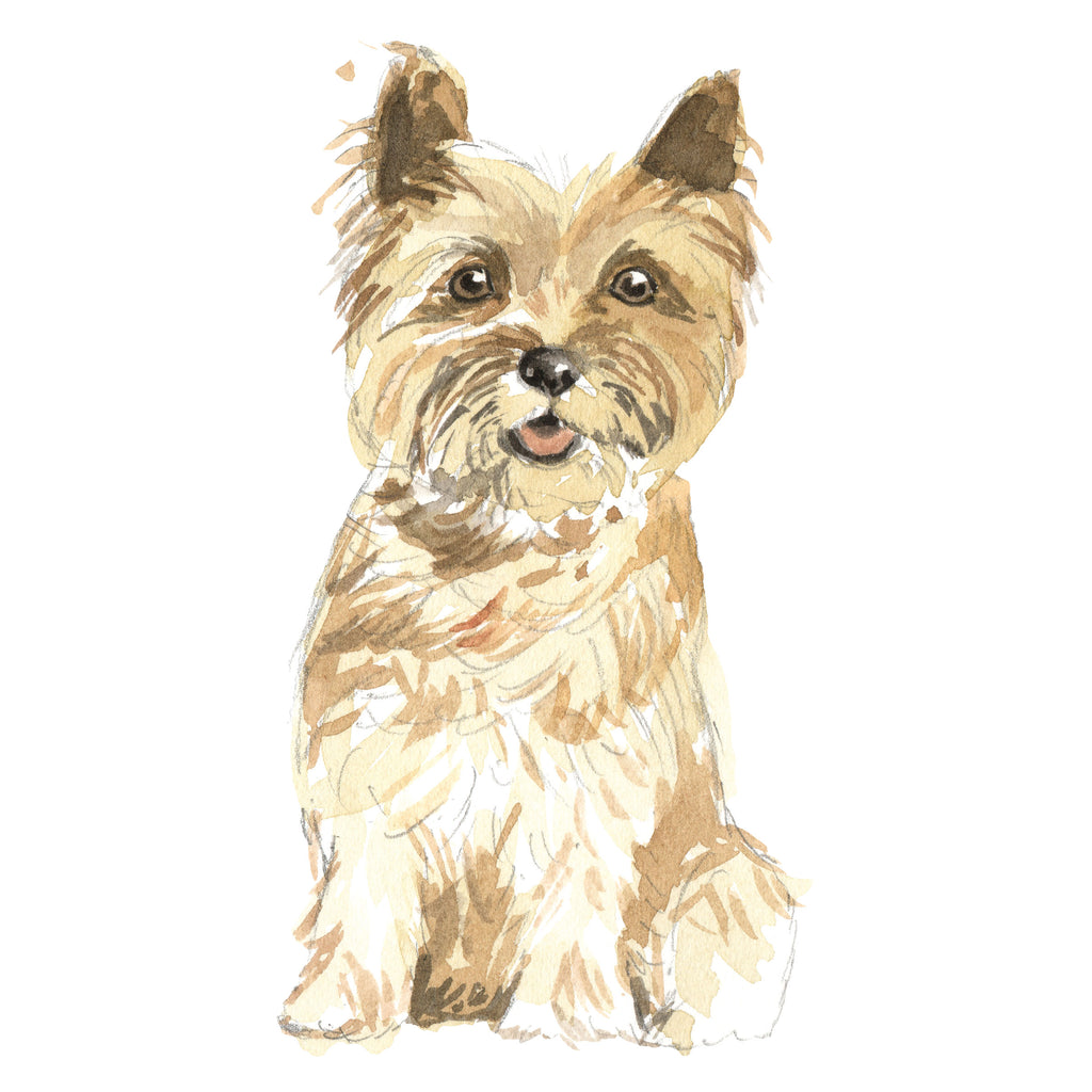 Cairn Terrier