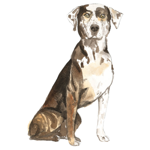 Catahoula Leopard Dog