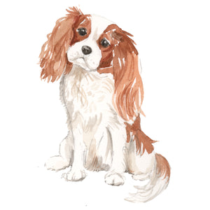 Cavalier King Charles Spaniel, Brown
