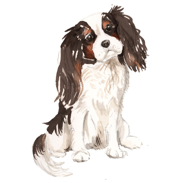 Cavalier King Charles Spaniel, Tri-color