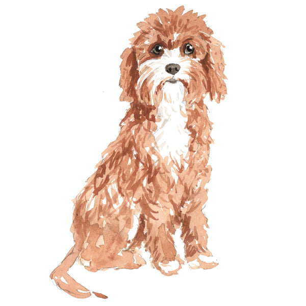 Cavapoo