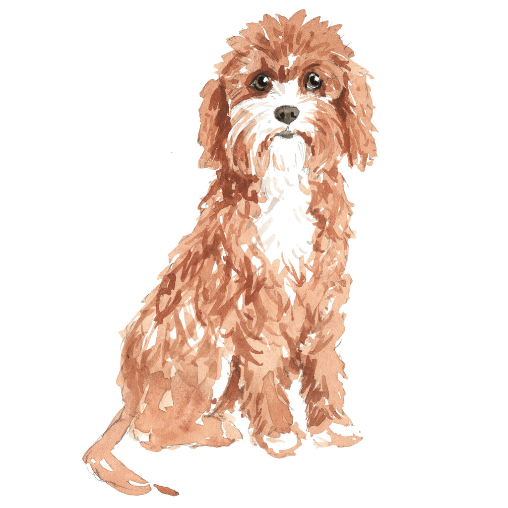 Cavapoo