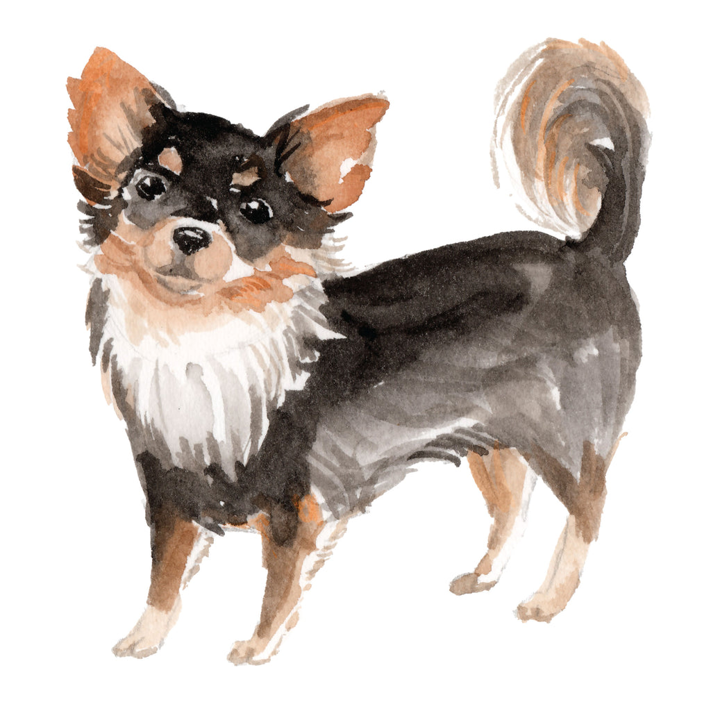 Chihuahua, Short-haired