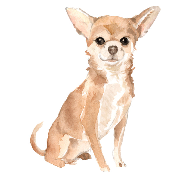 Chihuahua, Short-haired