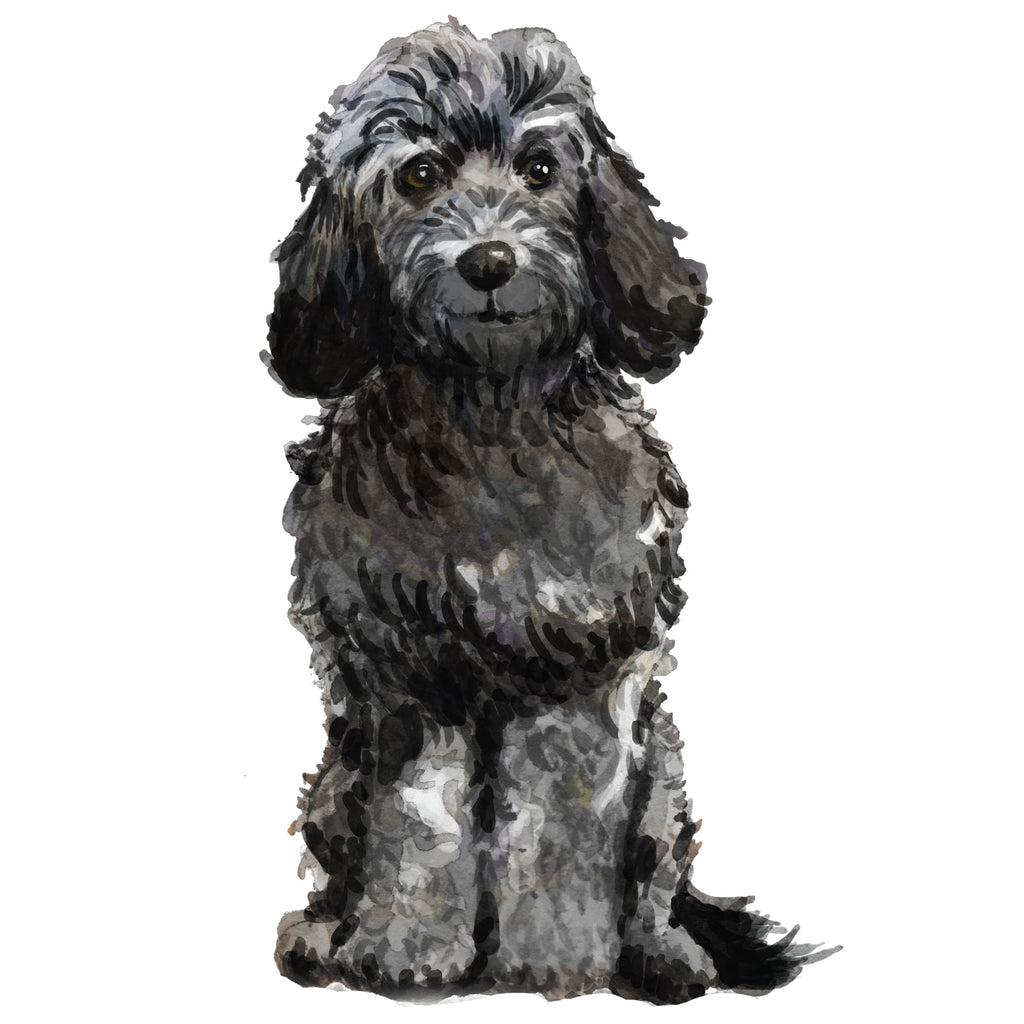 Cockapoo, Black