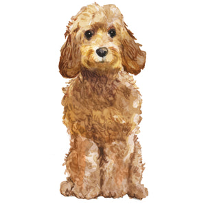 Cockapoo, Golden