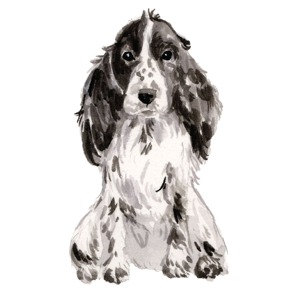 Cocker Spaniel, Black