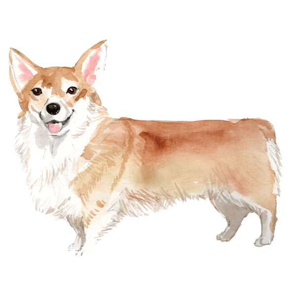 Corgi