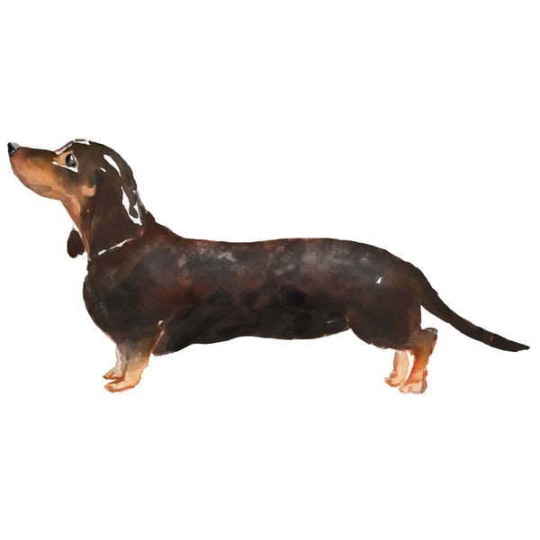 Dachshund