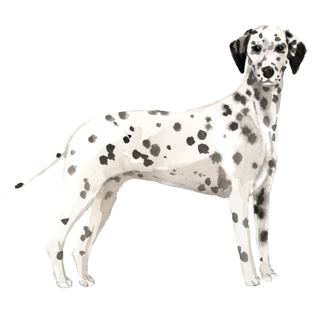 Dalmatian