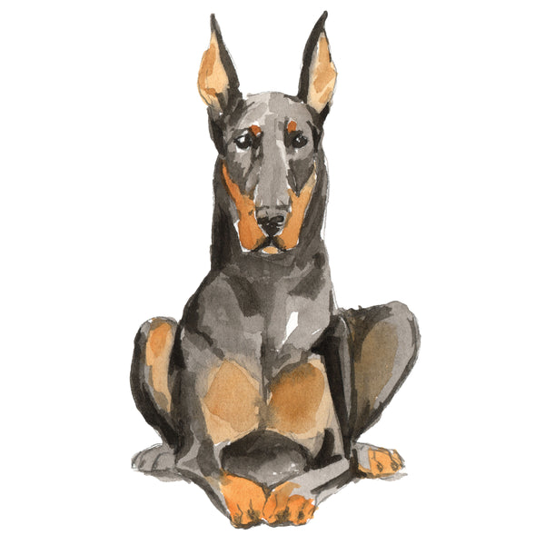 Doberman
