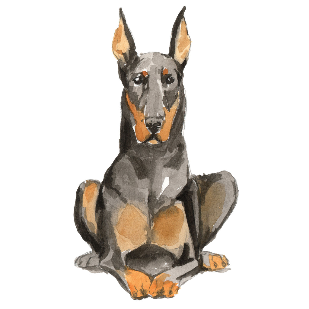 Doberman