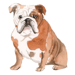 English Bulldog